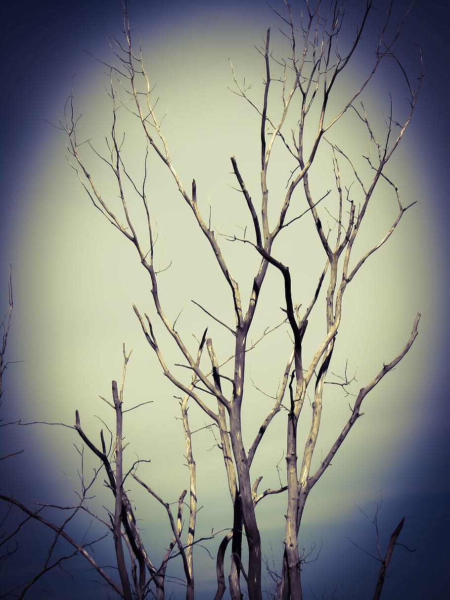 withered trees, scary, dark, horror, chilling, haunted, frightening HD wallpaper
