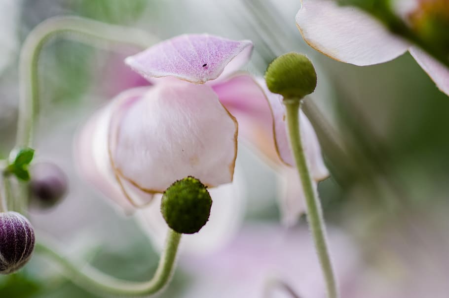 nature, macro, blossom, bloom, close, autumn, pink, flower HD wallpaper