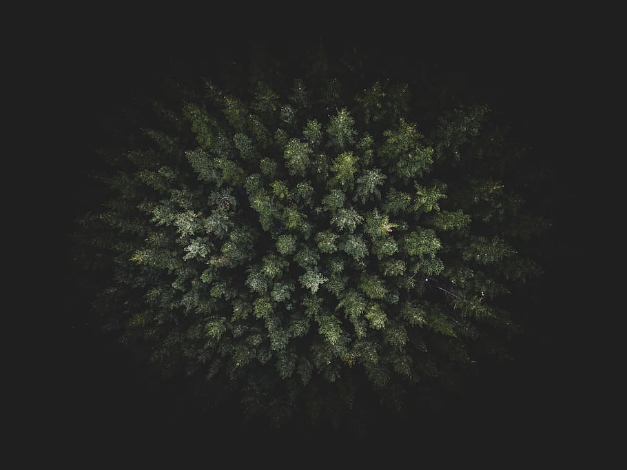 The Giant Flashlight, close-up photo of green leafed plants, nature HD wallpaper