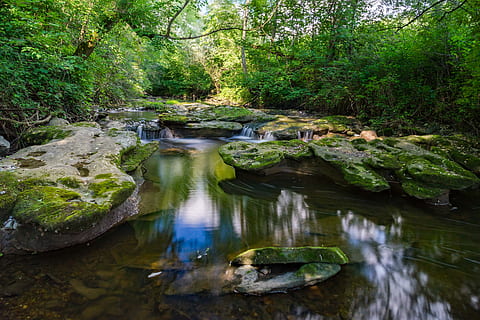 river surrounded by trees, Nature, Landscape, Background, desktop background HD wallpaper