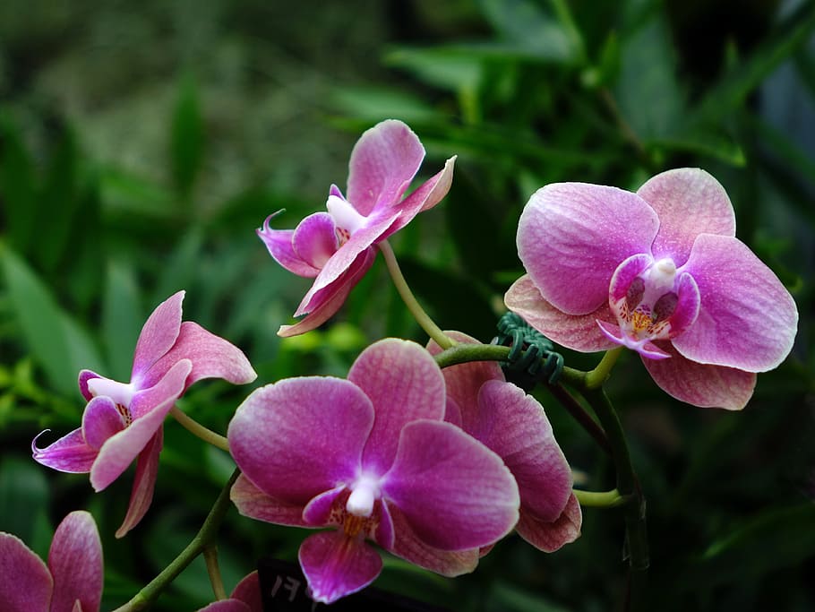 orchids, flower, floral, bloom, branch, closeup, green, tropical HD wallpaper