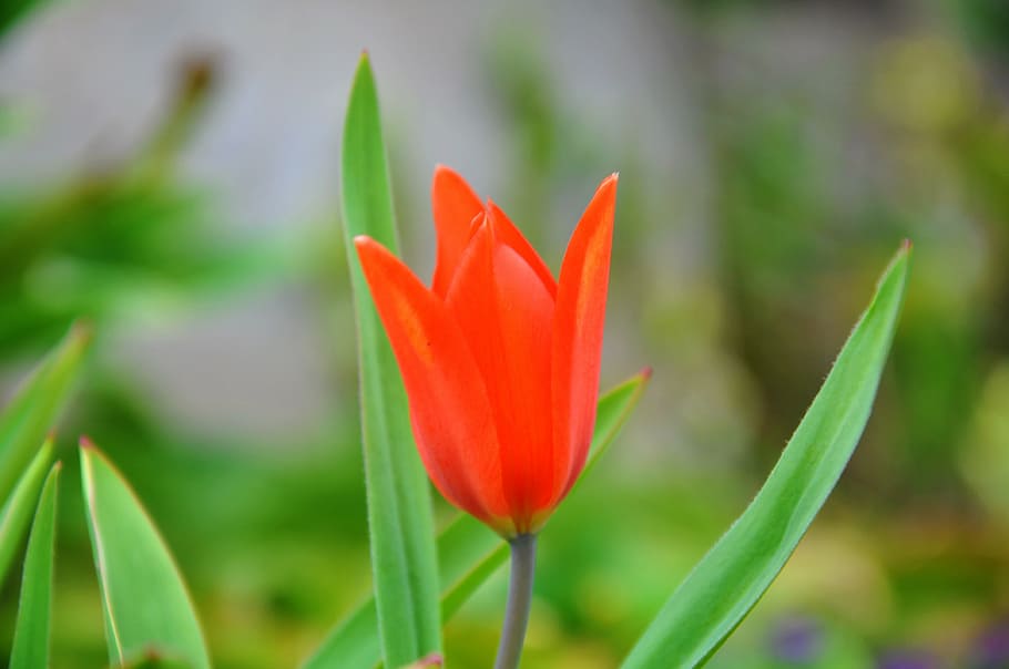 dwarf tulip, flower, spring, flowering plant, growth, beauty in nature HD wallpaper