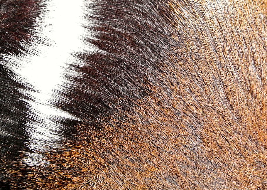 fur, brown, texture, background, pride, backgrounds, animal HD wallpaper