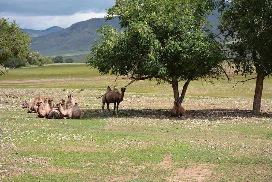 camels, gobi, mongolia, nomadic, plant, tree, mammal, animal themes HD wallpaper