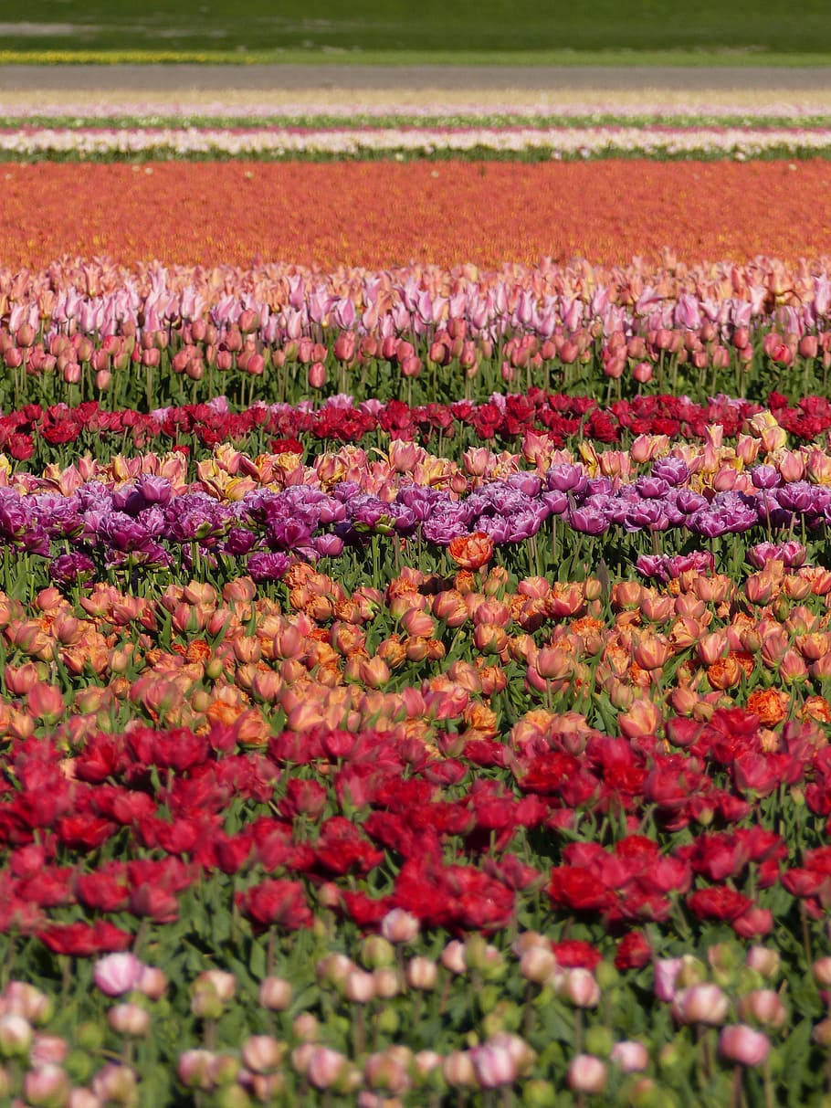 Colors, Fields, Flower, flowers, nature, tulip, plant, red HD wallpaper