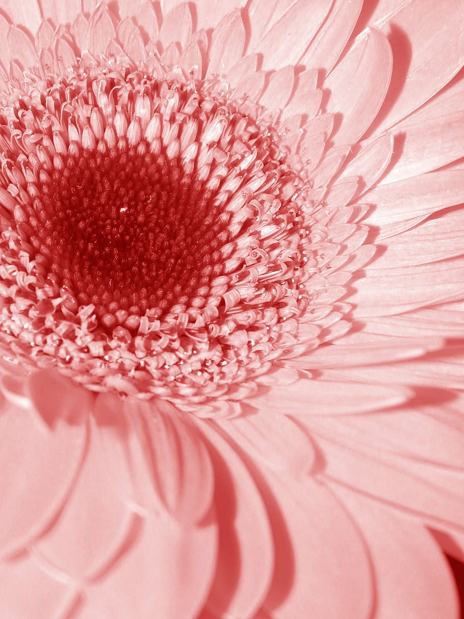pink, flower, daisy, mutisioideae, gerbera, nature, bloom, macro HD wallpaper