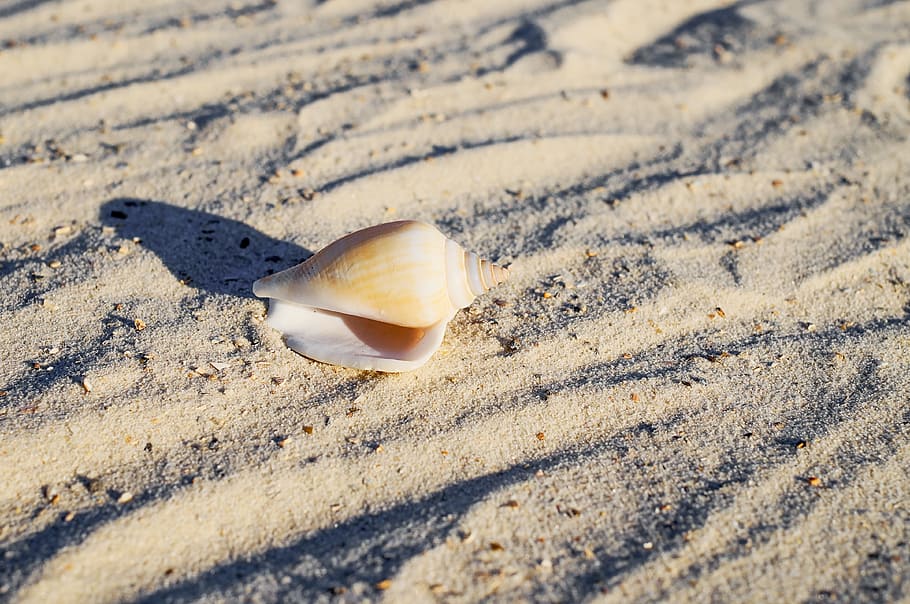 close-up photo of white and gray sea shell on seashore, beach HD wallpaper