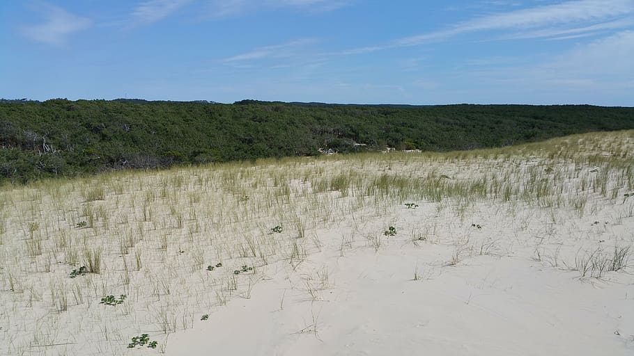 sand, sky, dune, plant, scenics - nature, landscape, no people HD wallpaper