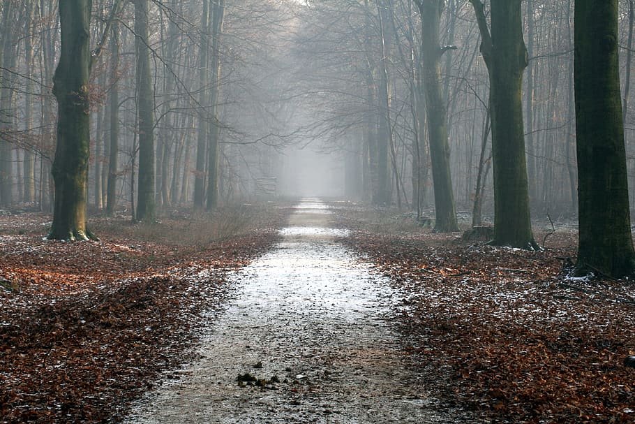 landscape photography of  foggy woods, away, forest path, trees HD wallpaper