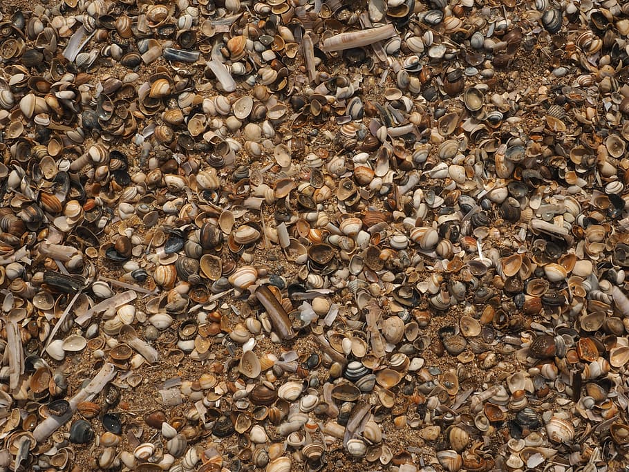 Shells, Beach, Sea, Shell, Background, shellfish, nature, full frame HD wallpaper