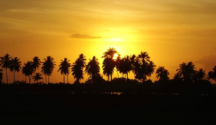 silhouette of palm trees during sunset, aurora, coconut trees HD wallpaper