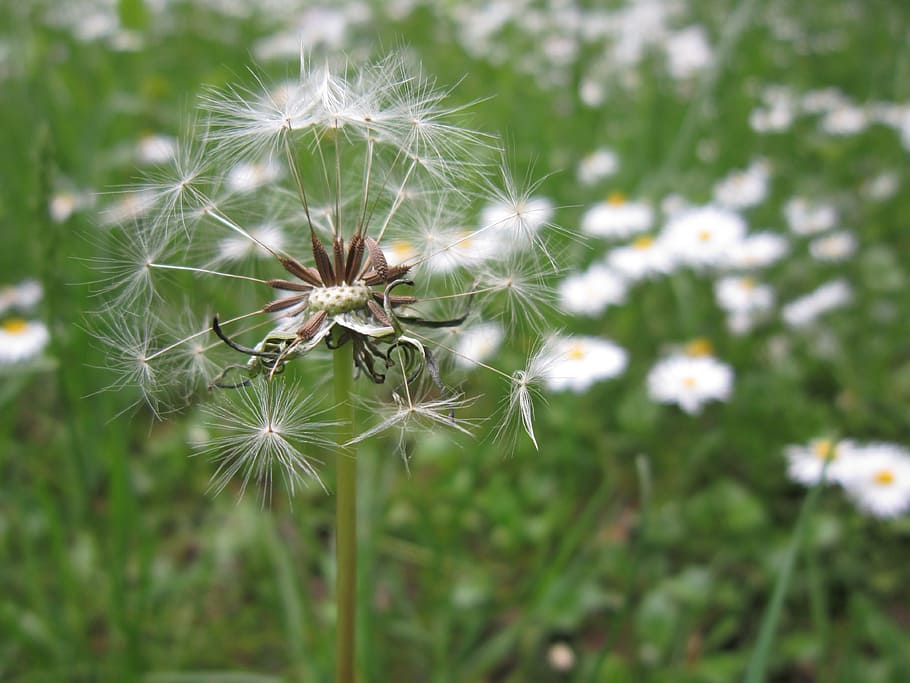 Flower, Meadow, Dandelion, Close, Spring, flower meadow, green HD wallpaper
