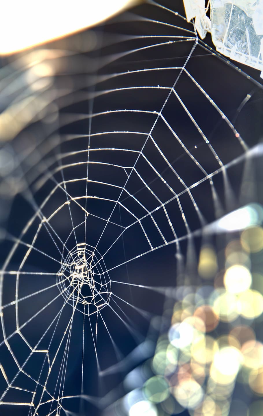 web, nature, macro, spider-web, spiderweb, net, shine, spider-work HD wallpaper