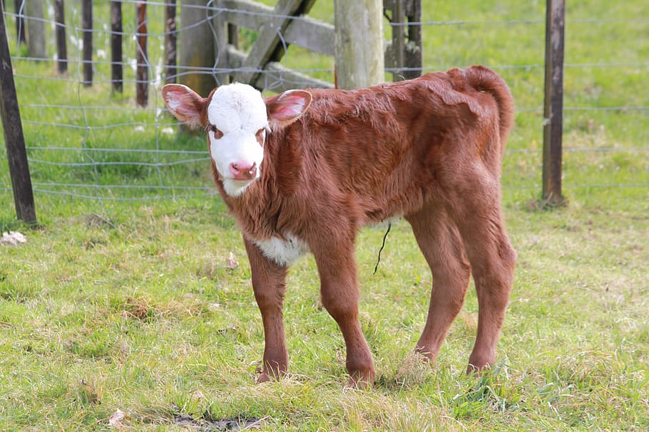 calf, farm, cattle, animal, animal themes, mammal, pets, domestic HD wallpaper