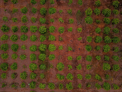 aligned vegetable plats, aerial photography of crop land, Dancing HD wallpaper