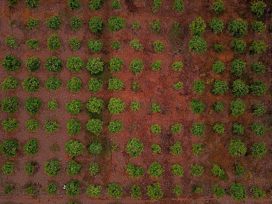 aligned vegetable plats, aerial photography of crop land, Dancing HD wallpaper