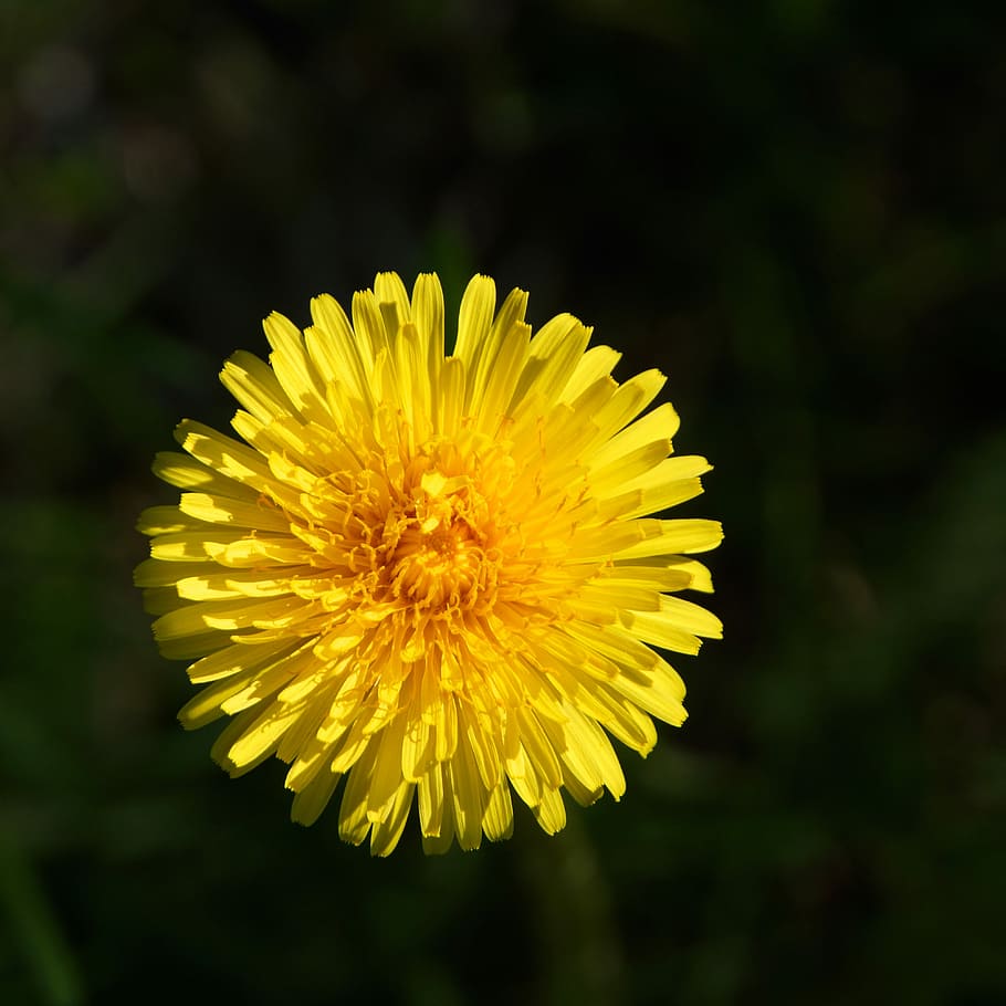 HD wallpaper: Dandelion, Taraxacum Officinale, Flower, yellow flower ...