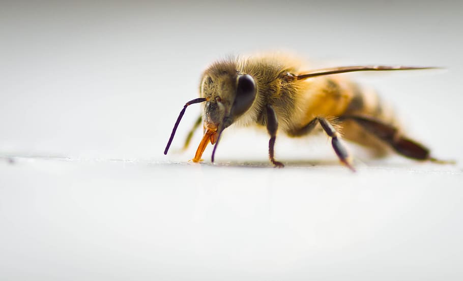 closeup photo of honeybee on white surface, macro, insect, animal themes HD wallpaper