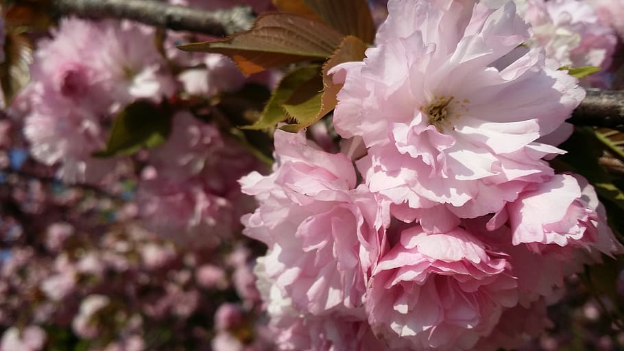 spring, flowers, cherry flowers, bright, pink, flower tree HD wallpaper