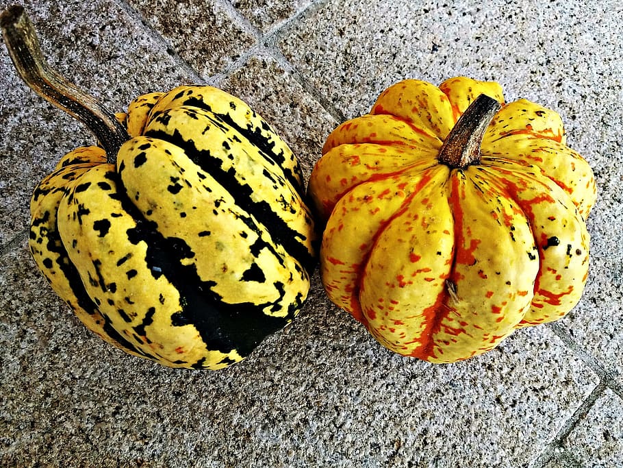 pumpkin, a vegetable, nature, vegetables, autumn, collections HD wallpaper