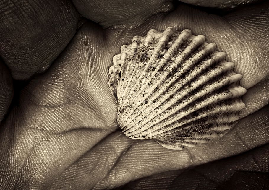 white shell on person's hand, still life, black white, fossil HD wallpaper