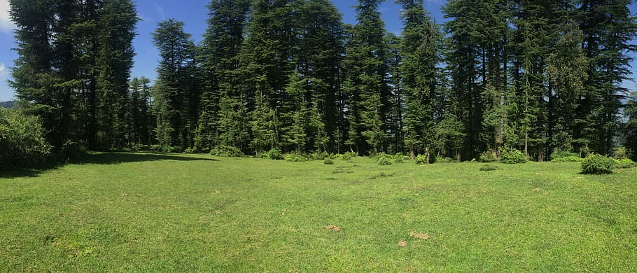Forest, Green, Green, Meadow, Nature, summer, grass, tree, no people HD wallpaper