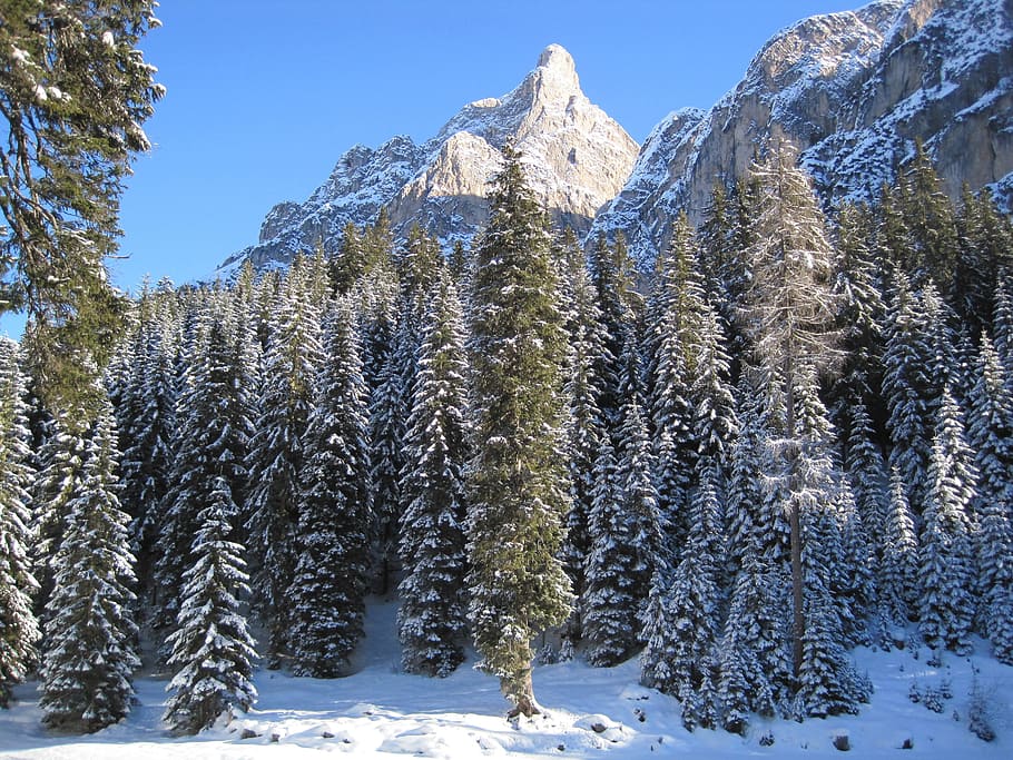 trees, mountain, snow, plants, landscape, forest, nature, autumn HD wallpaper
