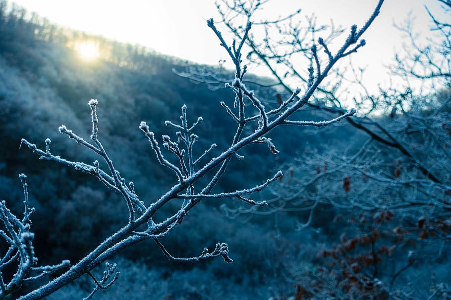winter, ice, forest, nature, tree, cold temperature, plant HD wallpaper