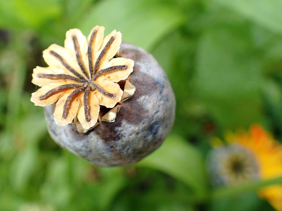 the peony, core, autumn, freshness, plant, close-up, flower HD wallpaper