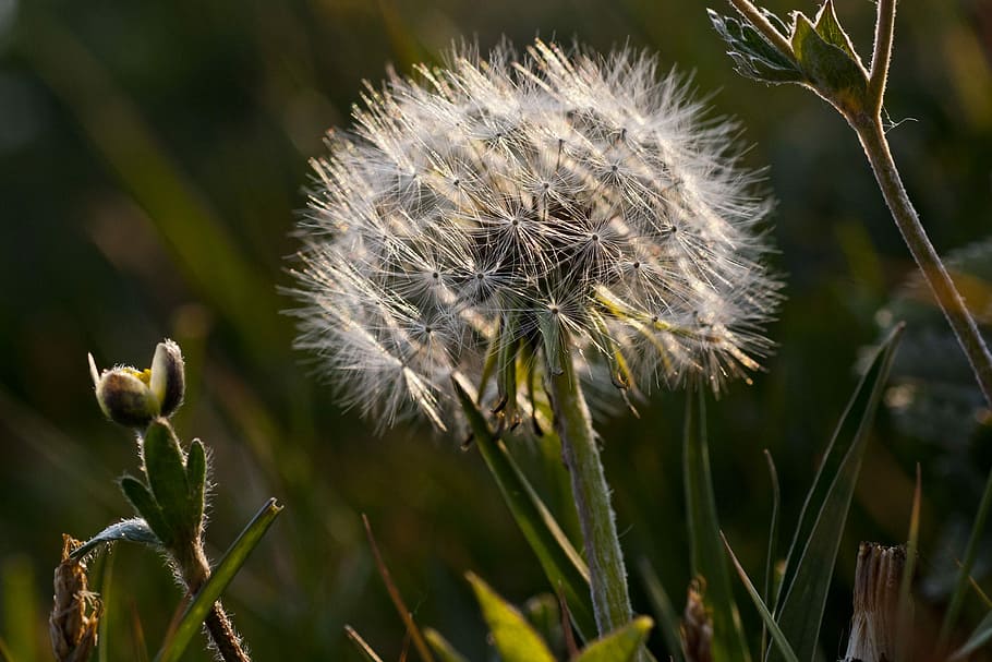 Macro, Scenery, Dandelion, the scenery, flower, fragility, growth HD wallpaper