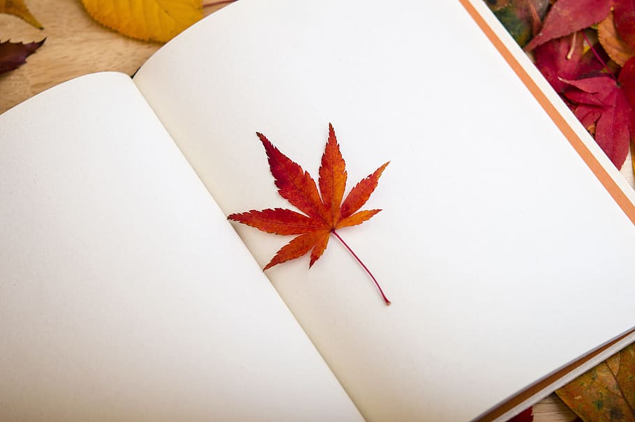 brown leaf on white sketchbook, maple leaf, reading, dear diary HD wallpaper