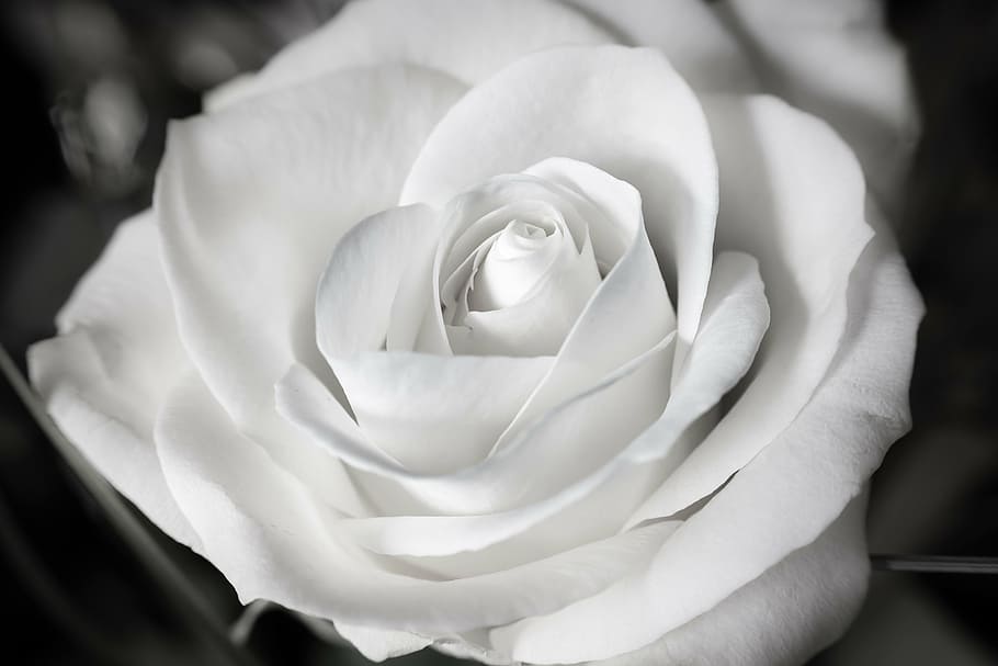 closeup photo of rose, white, wedding, baptism, communion, marry HD wallpaper