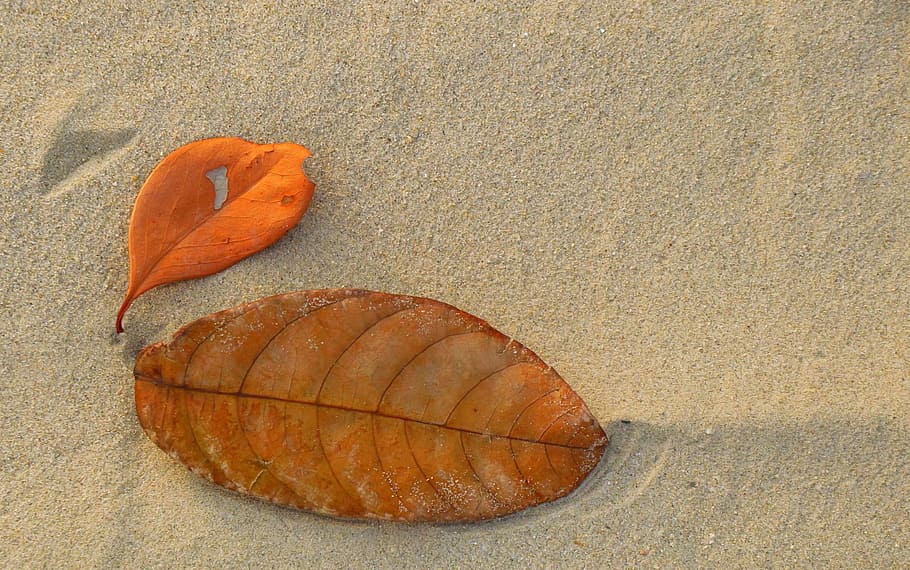 sha, nature, beach, color, close-up, coast, texture, summer HD wallpaper