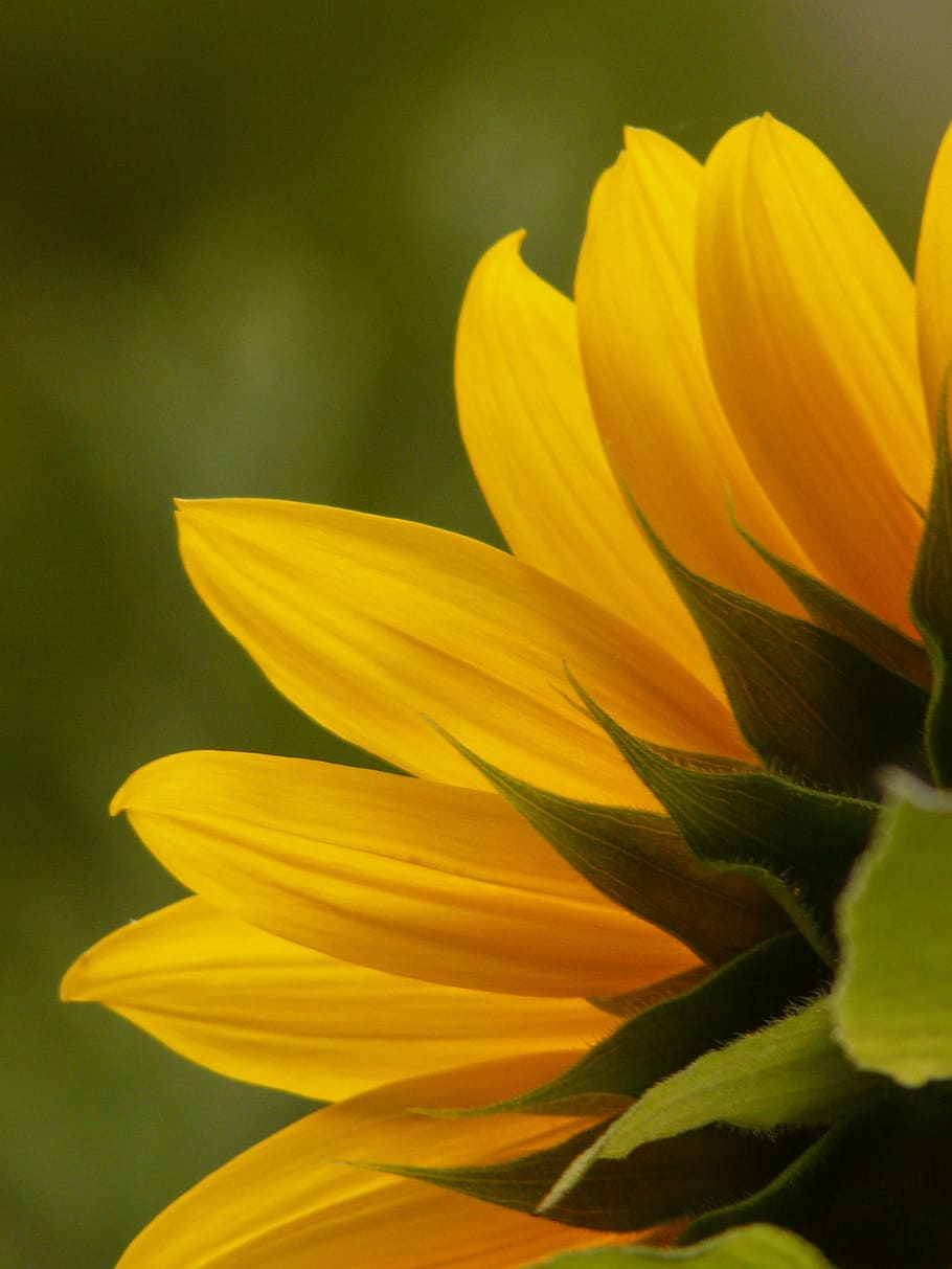 selective focus photo of common sunflower, tongue flower, sun flower, HD wallpaper