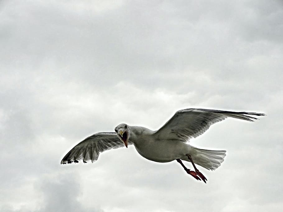 seagull, flight, seevogel, bird, in flight, sky, fly, wing HD wallpaper