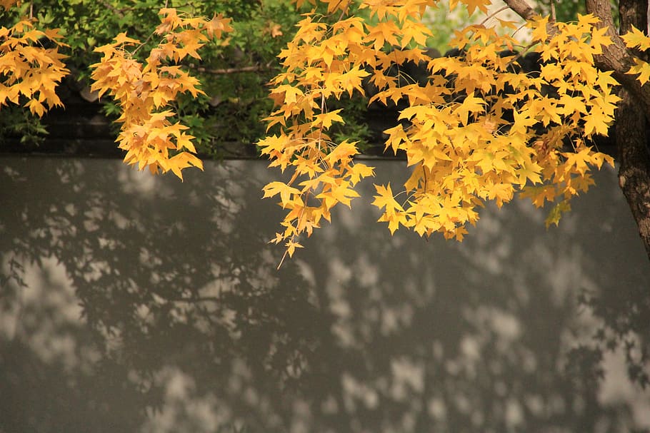ingot maple, the leaves, plant, yellow, autumn, nature, beauty in nature HD wallpaper