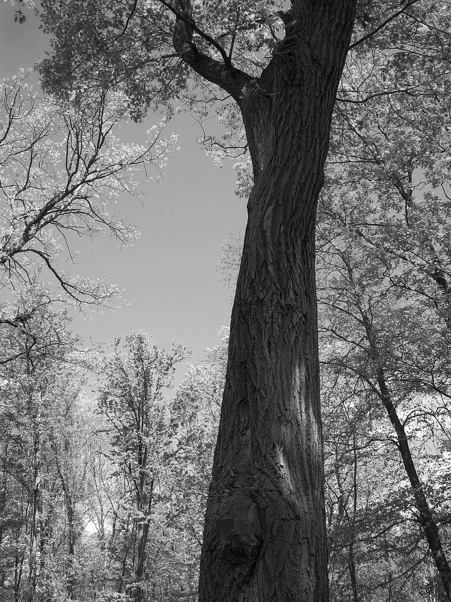 oak, tree, still, life, nature, wood, outdoors, black, white HD wallpaper