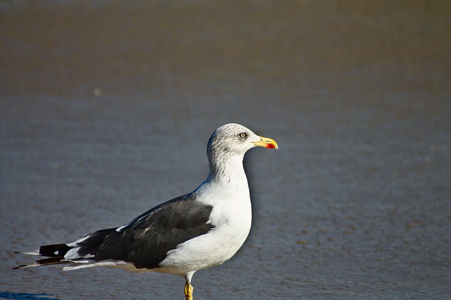 beach, bird, seagull, nature, ocean, water, outdoors, animal themes HD wallpaper