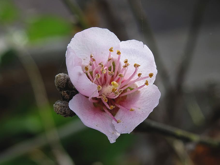Pflaum, Blossom, Bloom, Macro, Spring, nature, prunus americana HD wallpaper
