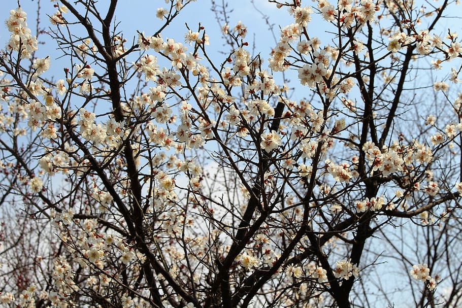 spring, landscape, flowers, nature, tree, branch, low angle view HD wallpaper