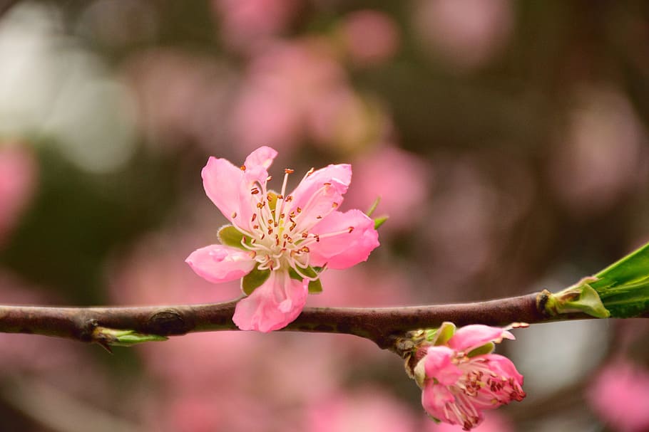 Peach Blossom, Spring, Pink, flower, pink color, plant, no people, HD wallpaper