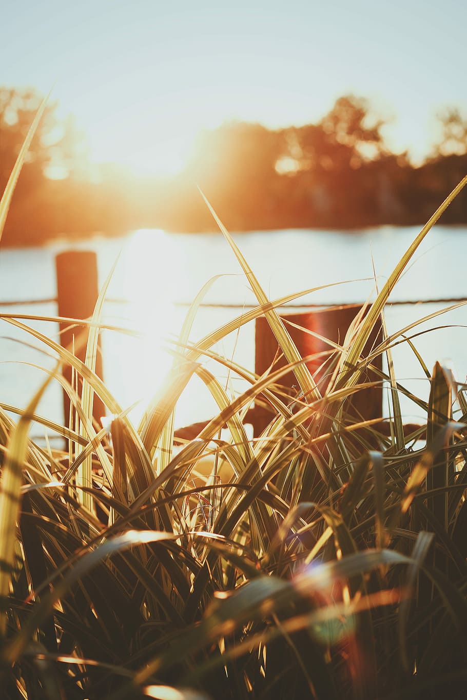 golden hour photography of grass near body of water, closeup photo of green linear leaf plant HD wallpaper