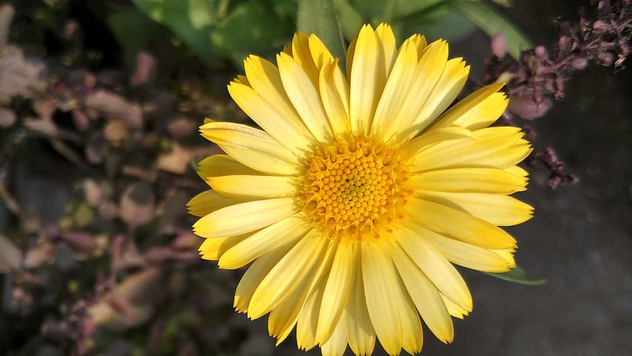 nature, flora, flower, summer, petal, season, blooming, pollen HD wallpaper