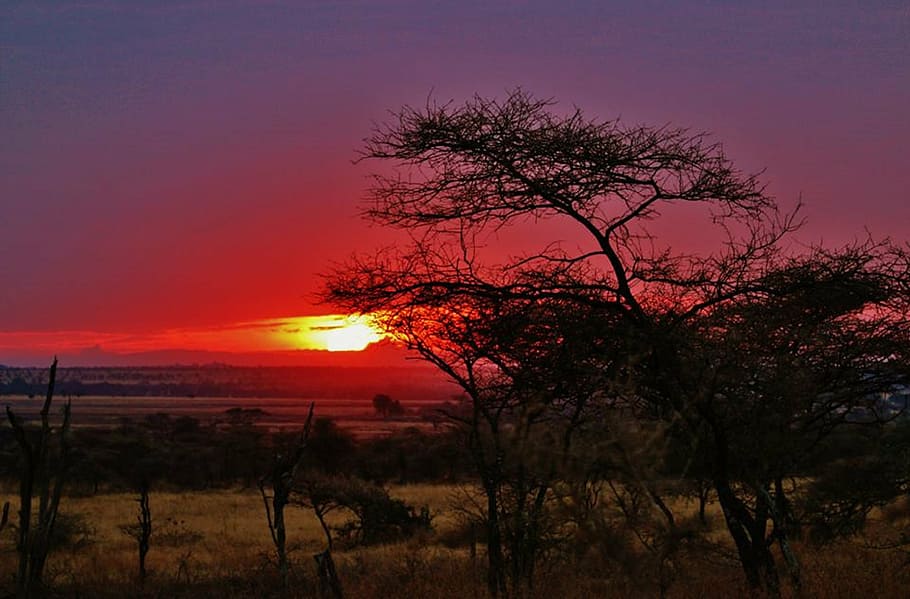 golden hour photography of forest, tanzania, serengeti national park