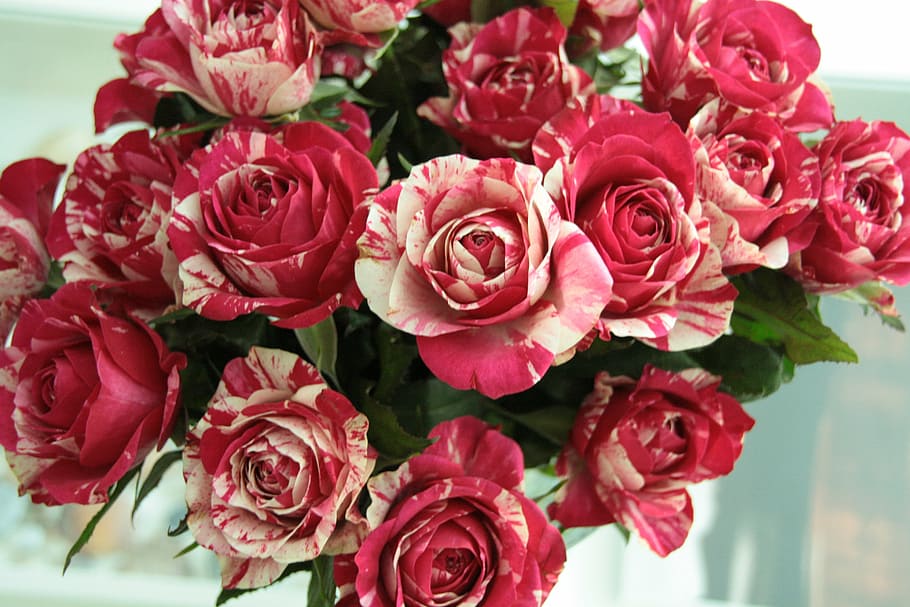 pink-and-white flowers with green leaves, rose, red, bouquet
