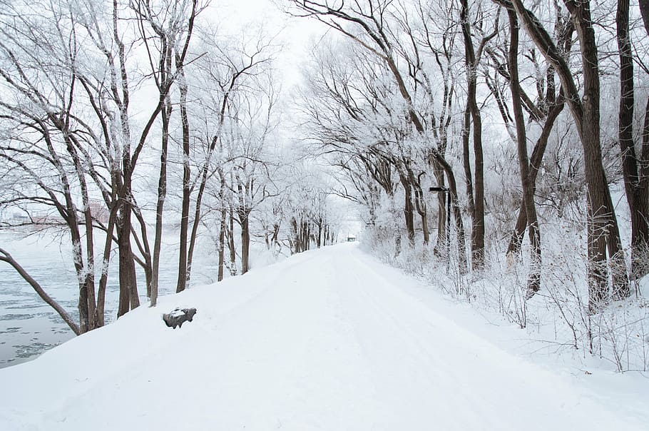 snow capped pathway between trees beside body of water at daytime HD wallpaper