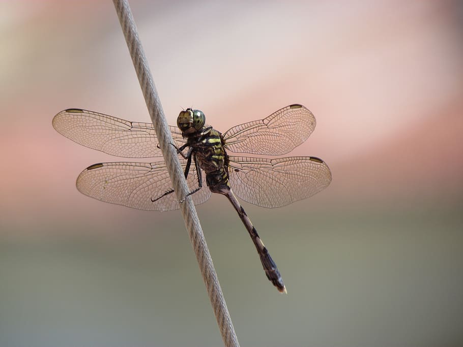 animal, documentary, insect, dragonfly, animal wing, invertebrate HD wallpaper