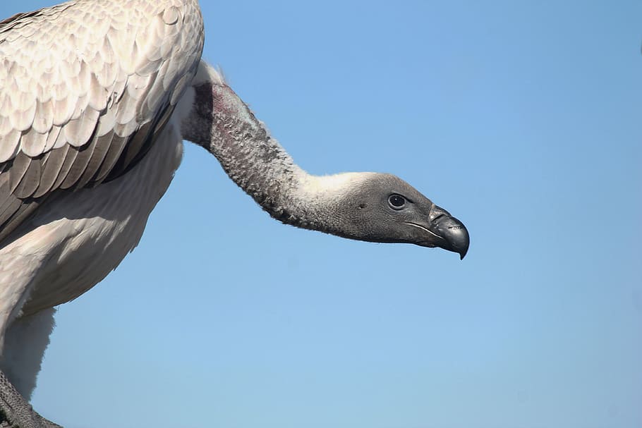 vulture, bird, ave, wildlife, animal, nature, beak, animals In The Wild HD wallpaper