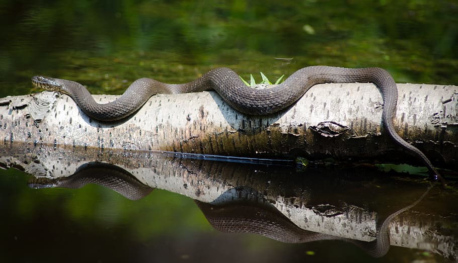 gray snake on white and brown tree bark at daytime, Nature, Reptile