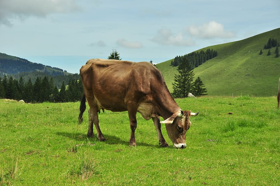 milk cow, alm, mountains, switzerland, säntis, alpine, landscape, HD wallpaper